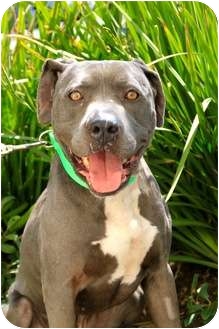 American Pit Bull Terrier Dog for Sale in Mission Viejo, California - Sammy American Pit Bull Terrier Dog for Sale in Mission Viejo, California - Sammy