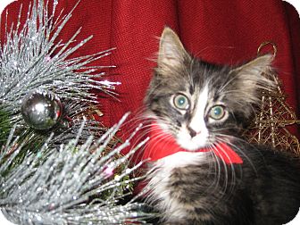 Domestic Mediumhair Kitten for Sale in Clearfield, Utah - Cavaleer Domestic Mediumhair Kitten for Sale in Clearfield, Utah - Cavaleer