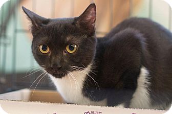 American Shorthair Kitten for Sale in New York, New York - Belize American Shorthair Kitten for Sale in New York, New York - Belize