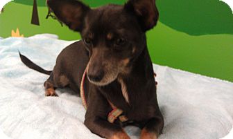 Chihuahua/Dachshund Mix Dog for Sale in New Windsor, New York - Sally Chihuahua/Dachshund Mix Dog for Sale in New Windsor, New York - Sally