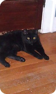 Domestic Shorthair Cat for Sale in Cleveland, Ohio - Buckeye Domestic Shorthair Cat for Sale in Cleveland, Ohio - Buckeye