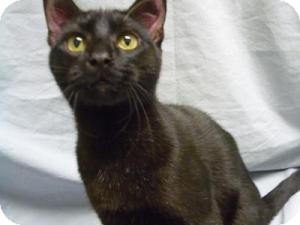 Domestic Shorthair Cat for Sale in Milwaukee, Wisconsin - Oklahoma Domestic Shorthair Cat for Sale in Milwaukee, Wisconsin - Oklahoma