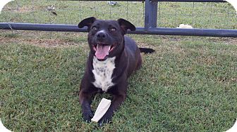 Border Collie Mix Dog for Sale in Glastonbury, Connecticut - Mimi~great girl~ Border Collie Mix Dog for Sale in Glastonbury, Connecticut - Mimi~great girl~