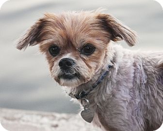 Shih Tzu Dog for Sale in North Palm Beach, Florida - Ike Shih Tzu Dog for Sale in North Palm Beach, Florida - Ike