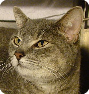 Domestic Shorthair Cat for Sale in El Cajon, California - Jenny Domestic Shorthair Cat for Sale in El Cajon, California - Jenny
