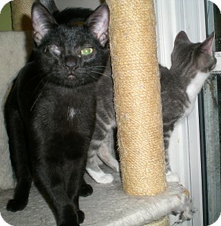 Domestic Shorthair Cat for Sale in Troy, Michigan - Sly Domestic Shorthair Cat for Sale in Troy, Michigan - Sly