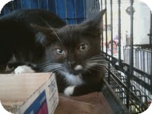 Domestic Mediumhair Kitten for Sale in East Brunswick, New Jersey - Pepper Domestic Mediumhair Kitten for Sale in East Brunswick, New Jersey - Pepper
