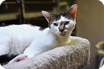Domestic Shorthair Cat for Sale in St. Petersburg, Florida - Freckles Domestic Shorthair Cat for Sale in St. Petersburg, Florida - Freckles