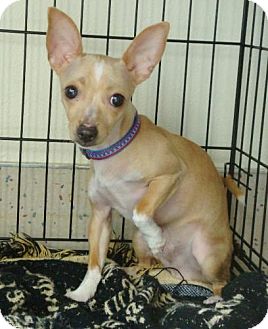 Chihuahua/Italian Greyhound Mix Puppy for Sale in Red Bluff, California - Spencer Chihuahua/Italian Greyhound Mix Puppy for Sale in Red Bluff, California - Spencer