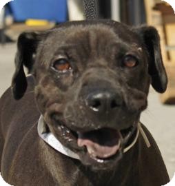 Shar Pei/Chinese Crested Mix Dog for Sale in Brooklyn, New York - Rebecca Shar Pei/Chinese Crested Mix Dog for Sale in Brooklyn, New York - Rebecca