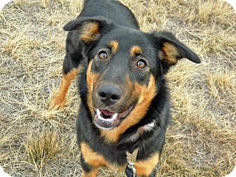 German Shepherd Dog/Husky Mix Dog for Sale in Cheyenne, Wyoming - Tasha German Shepherd Dog/Husky Mix Dog for Sale in Cheyenne, Wyoming - Tasha