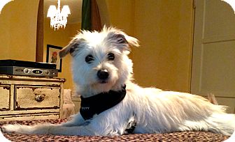 Terrier (Unknown Type, Small) Mix Dog for Sale in Thousand Oaks, California - Huxley Terrier (Unknown Type, Small) Mix Dog for Sale in Thousand Oaks, California - Huxley