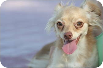 Chihuahua/Yorkie, Yorkshire Terrier Mix Dog for Sale in Scottsdale, Arizona - Duff Chihuahua/Yorkie, Yorkshire Terrier Mix Dog for Sale in Scottsdale, Arizona - Duff