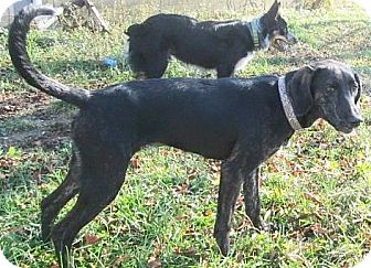 Plott Hound/Great Dane Mix Dog for Sale in Lisbon, Ohio - Dixie Plott Hound/Great Dane Mix Dog for Sale in Lisbon, Ohio - Dixie