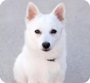 American Eskimo Dog/Pomeranian Mix Dog for Sale in Kettering, Ohio - Solstice American Eskimo Dog/Pomeranian Mix Dog for Sale in Kettering, Ohio - Solstice
