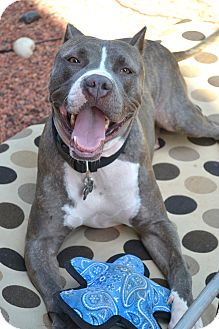 American Pit Bull Terrier/American Pit Bull Terrier Mix Dog for Sale in Phoenix, Arizona - Boogie Woogie-adopted American Pit Bull Terrier/American Pit Bull Terrier Mix Dog for Sale in Phoenix, Arizona - Boogie Woogie-adopted
