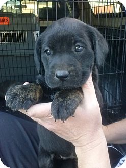 Labrador Retriever Mix Puppy for Sale in Oldsmar, Florida - Zena Labrador Retriever Mix Puppy for Sale in Oldsmar, Florida - Zena