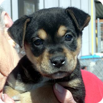 Rottweiler/German Shepherd Dog Mix Puppy for Sale in hagerstown, Maryland - Tamara Rottweiler/German Shepherd Dog Mix Puppy for Sale in hagerstown, Maryland - Tamara
