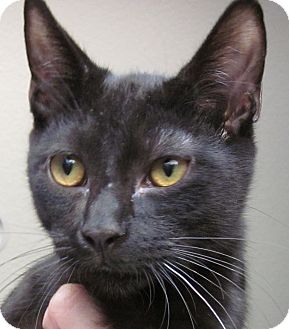 Bombay Cat for Sale in Winchester, California - Midnite Bombay Cat for Sale in Winchester, California - Midnite