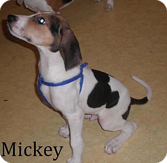 Beagle/Hound (Unknown Type) Mix Puppy for Sale in Dry Branch, Georgia - Mickey Beagle/Hound (Unknown Type) Mix Puppy for Sale in Dry Branch, Georgia - Mickey