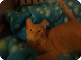 Domestic Shorthair Cat for Sale in bayside, New York - purring lapcat Domestic Shorthair Cat for Sale in bayside, New York - purring lapcat