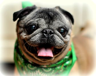 Pug Mix Dog for Sale in Sparta, New Jersey - Jordan Pug Mix Dog for Sale in Sparta, New Jersey - Jordan