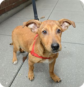 Rat Terrier Mix Dog for Sale in New York, New York - Perkins Rat Terrier Mix Dog for Sale in New York, New York - Perkins