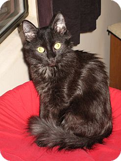Domestic Shorthair Kitten for Sale in Fountain Hills, Arizona - HEATHER Domestic Shorthair Kitten for Sale in Fountain Hills, Arizona - HEATHER