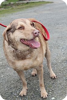 Chesapeake Bay Retriever Mix Dog for Sale in Grants Pass, Oregon - Cara Chesapeake Bay Retriever Mix Dog for Sale in Grants Pass, Oregon - Cara