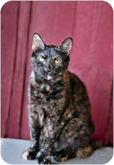 Domestic Shorthair Cat for Sale in Carencro, Louisiana - Phoenix Domestic Shorthair Cat for Sale in Carencro, Louisiana - Phoenix