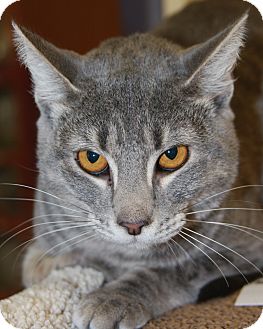 Domestic Shorthair Cat for Sale in Phoenix, Arizona - Zelda Domestic Shorthair Cat for Sale in Phoenix, Arizona - Zelda
