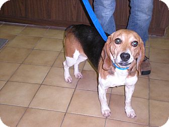 Beagle Mix Dog for Sale in New Castle, Pennsylvania - Beagle Mix Dog for Sale in New Castle, Pennsylvania -