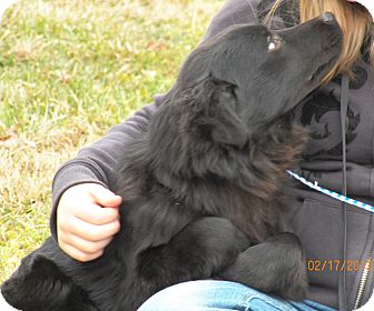 Flat-Coated Retriever/Golden Retriever Mix Dog for Sale in Sussex, New Jersey - Laverne Flat-Coated Retriever/Golden Retriever Mix Dog for Sale in Sussex, New Jersey - Laverne