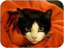 Domestic Shorthair Cat for Sale in Fredericton, New Brunswick - Ash Domestic Shorthair Cat for Sale in Fredericton, New Brunswick - Ash