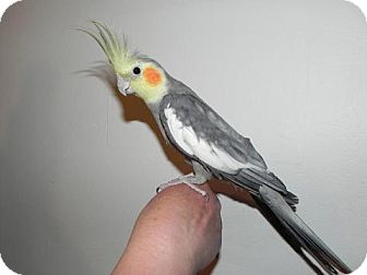 Cockatiel for Sale in St. Louis, Missouri - Ozzie Cockatiel for Sale in St. Louis, Missouri - Ozzie