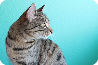 Ocicat Cat for Sale in Mesa, Arizona - Katniss Ocicat Cat for Sale in Mesa, Arizona - Katniss