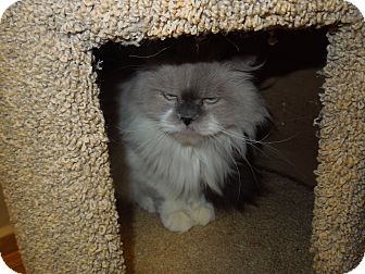 Persian Cat for Sale in Medina, Ohio - Ying Persian Cat for Sale in Medina, Ohio - Ying