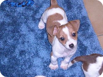 Jack Russell Terrier Mix Puppy for Sale in New Castle, Pennsylvania - Jack Russell Terrier Mix Puppy for Sale in New Castle, Pennsylvania -