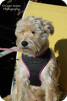 Wheaten Terrier/Schnauzer (Standard) Mix Dog for Sale in Houston, Texas - Jill Wheaten Terrier/Schnauzer (Standard) Mix Dog for Sale in Houston, Texas - Jill