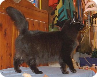Domestic Longhair Cat for Sale in New Haven, Connecticut - Trudy Domestic Longhair Cat for Sale in New Haven, Connecticut - Trudy