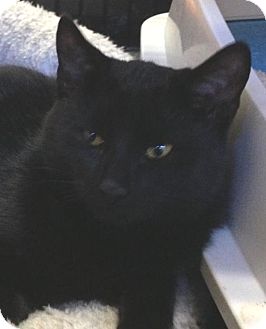 Bombay Kitten for Sale in Arlington, Texas - Stevie Bombay Kitten for Sale in Arlington, Texas - Stevie
