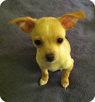 Chihuahua Mix Puppy for Sale in San Diego, California - Mark Chihuahua Mix Puppy for Sale in San Diego, California - Mark