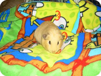 Guinea Pig for Sale in johnson creek, Wisconsin - brad Guinea Pig for Sale in johnson creek, Wisconsin - brad