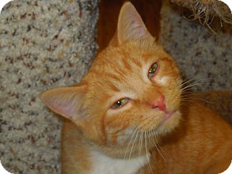 Domestic Shorthair Cat for Sale in Medina, Ohio - Yeller Domestic Shorthair Cat for Sale in Medina, Ohio - Yeller