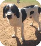 Spaniel (Unknown Type) Mix Dog for Sale in Manchester, Connecticut - Frankie in Ct Spaniel (Unknown Type) Mix Dog for Sale in Manchester, Connecticut - Frankie in Ct