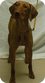 Weimaraner Mix Dog for Sale in Gary, Indiana - Bill Weimaraner Mix Dog for Sale in Gary, Indiana - Bill