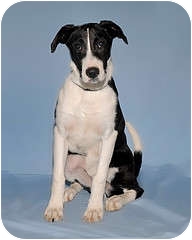 Labrador Retriever Mix Puppy for Sale in Gatineau, Quebec - Lenny Labrador Retriever Mix Puppy for Sale in Gatineau, Quebec - Lenny