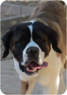 St. Bernard Dog for Sale in Glendale, Arizona - Bix St. Bernard Dog for Sale in Glendale, Arizona - Bix