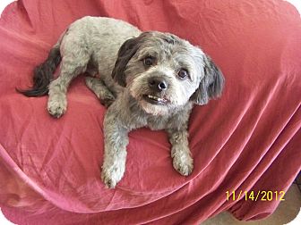 Shih Tzu Mix Dog for Sale in Scottsdale, Arizona - Cody Shih Tzu Mix Dog for Sale in Scottsdale, Arizona - Cody