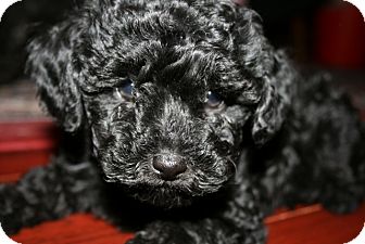 Poodle (Toy or Tea Cup) Puppy for Sale in Van Nuys, California - Joey Poodle (Toy or Tea Cup) Puppy for Sale in Van Nuys, California - Joey